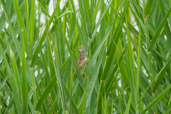 Cisticola galactotes