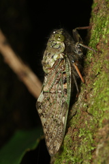 Platypleura brunea