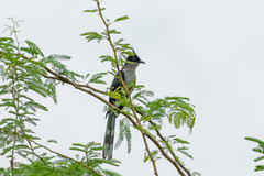 Clamator levaillantii