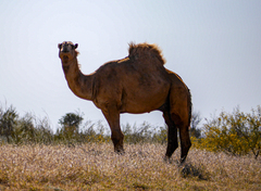Camelus dromedarius