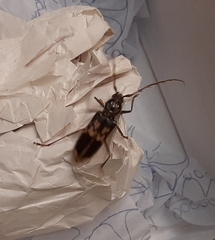 Phoracantha semipunctata