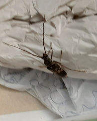 Phoracantha semipunctata