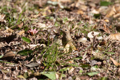 Phoenicurus auroreus