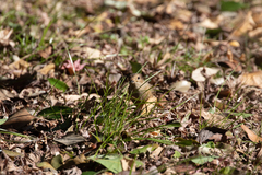 Phoenicurus auroreus