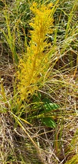 Aciphylla crenulata