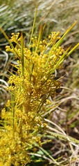 Aciphylla crenulata