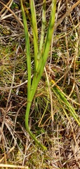 Aciphylla crenulata