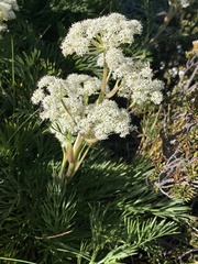 Aciphylla glacialis