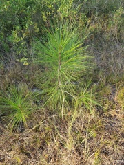 Pinus serotina