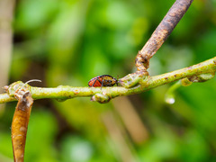 Piezodorus guildinii
