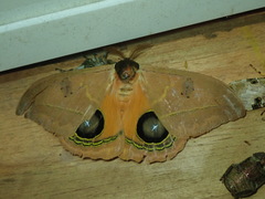 Automeris cinctistriga