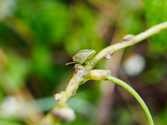 Piezodorus guildinii