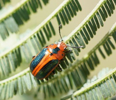Calomela curtisi