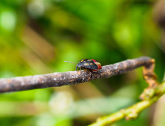 Piezodorus guildinii