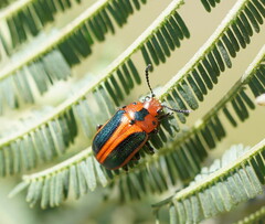 Calomela curtisi
