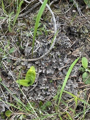Peltigeraceae