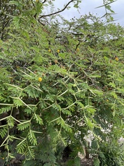 Vachellia tortuosa