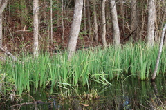 Iris giganticaerulea