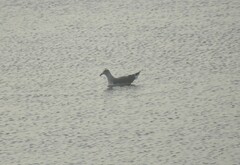 Larus fuscus graellsii