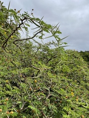 Vachellia tortuosa