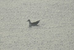 Larus fuscus graellsii