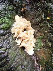 Favolaschia pustulosa