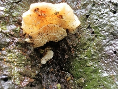 Favolaschia pustulosa