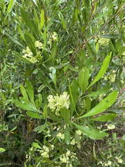 Dodonaea viscosa