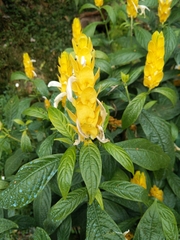 Pachystachys lutea