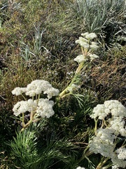 Aciphylla glacialis
