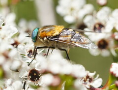 Scaptia auriflua