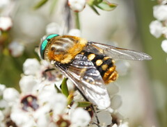 Scaptia auriflua