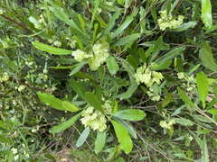 Dodonaea viscosa