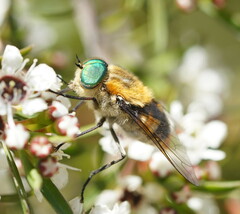 Scaptia auriflua