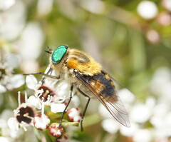 Scaptia auriflua