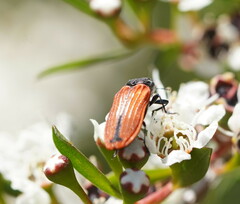 Castiarina erythroptera