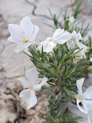 Phlox