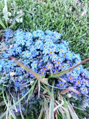 Eritrichium argenteum