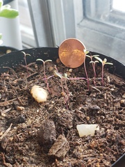 Portulaca oleracea