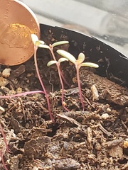 Portulaca oleracea