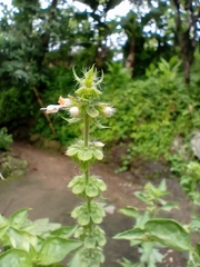 Ocimum × africanum