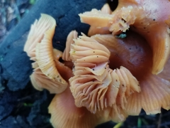 Heimiomyces velutipes