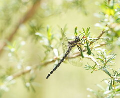 Eusynthemis brevistyla