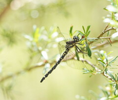 Eusynthemis brevistyla