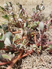 Portulaca oleracea