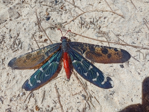 Palparellus voeltzkowi