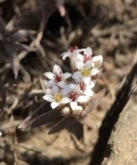 Crassula pruinosa