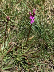 Stylidium