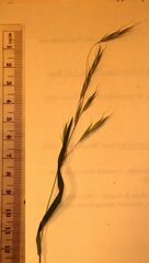 Bromus berteroanus