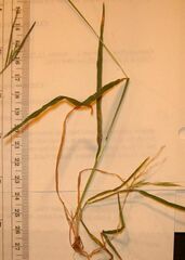 Bromus berteroanus